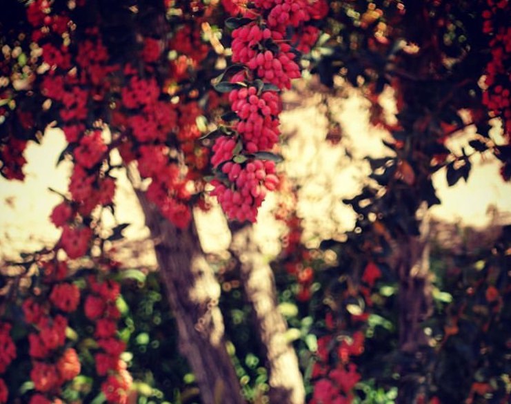 تولید زرشک دانه اناری