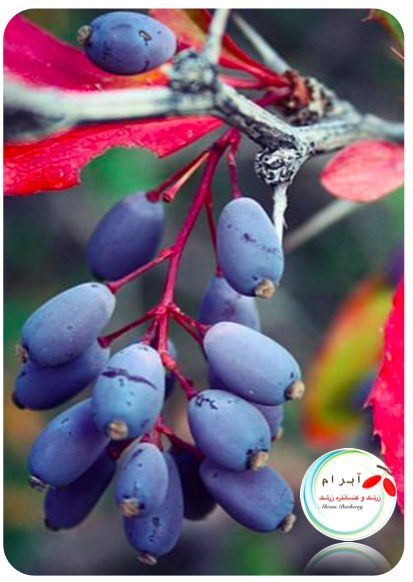 فروش زرشک سیاه آبگیری