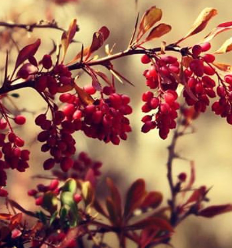 صادرات زرشک ارگانیک