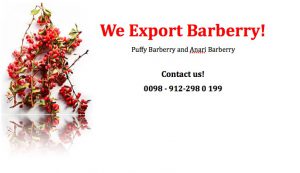 exporting Barberry