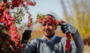 برداشت زرشک به شیوه شاخه چینی