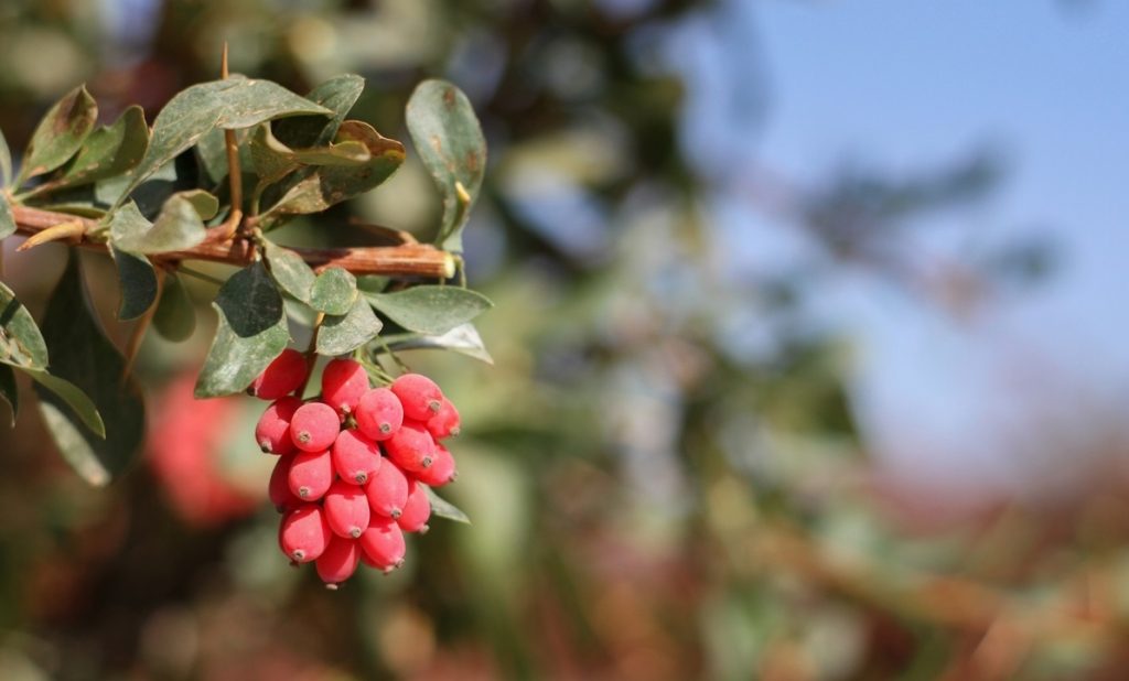 زرشک قرمز