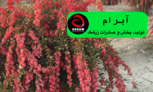 زرشک قرمز